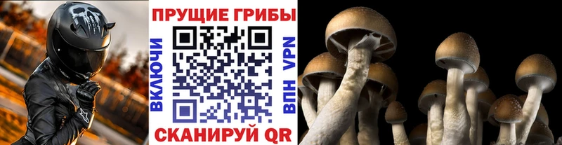 цена наркотик  Черногорск  Галлюциногенные грибы Psilocybine cubensis 